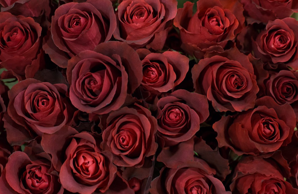 MarketFlowers's tweet photo. It’s all about roses today 🌹 Happy Valentine’s Day! ❤️ https://t.co/SoL8PZz7sK