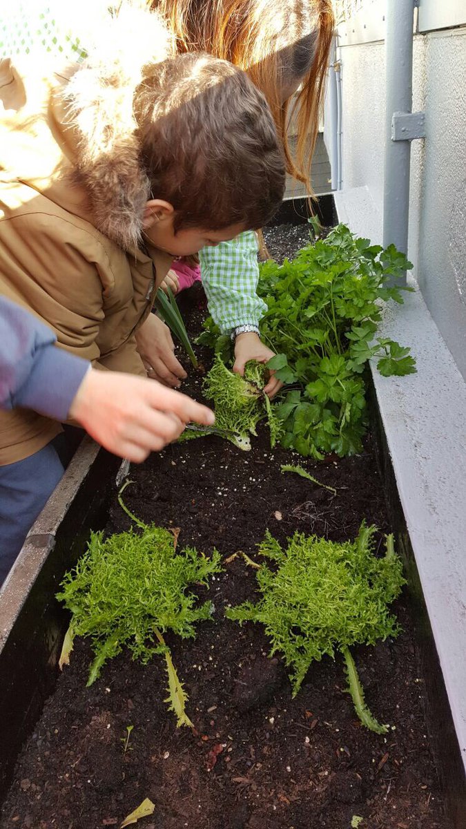 FEDACMontcada's tweet photo. El projecte de l'hort comença a recollir els seus fruits! Avui hem gaudit d'una fantàstica collita! #FEDAC #hort #FEDACMontcada https://t.co/iz1YKZosYF