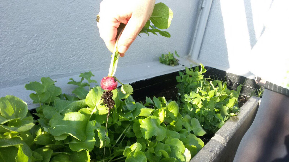 FEDACMontcada's tweet photo. El projecte de l'hort comença a recollir els seus fruits! Avui hem gaudit d'una fantàstica collita! #FEDAC #hort #FEDACMontcada https://t.co/iz1YKZosYF