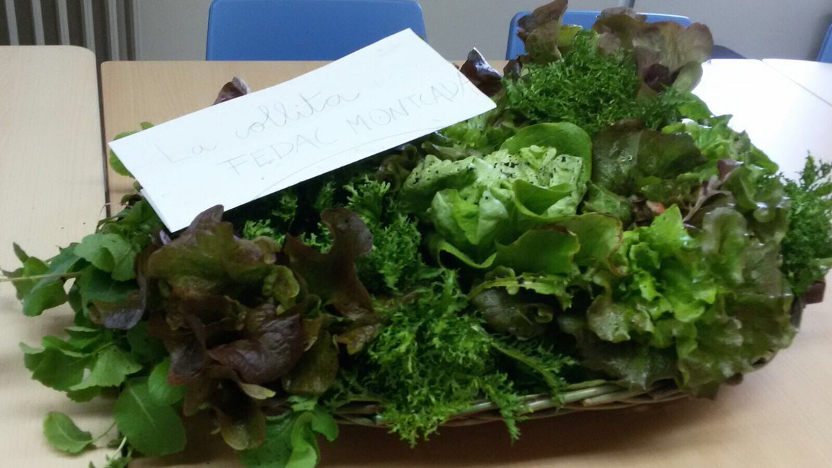FEDACMontcada's tweet photo. El projecte de l'hort comença a recollir els seus fruits! Avui hem gaudit d'una fantàstica collita! #FEDAC #hort #FEDACMontcada https://t.co/iz1YKZosYF