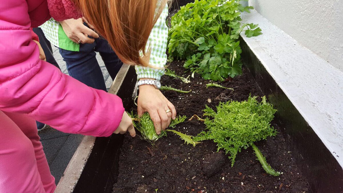 FEDACMontcada's tweet photo. El projecte de l'hort comença a recollir els seus fruits! Avui hem gaudit d'una fantàstica collita! #FEDAC #hort #FEDACMontcada https://t.co/iz1YKZosYF