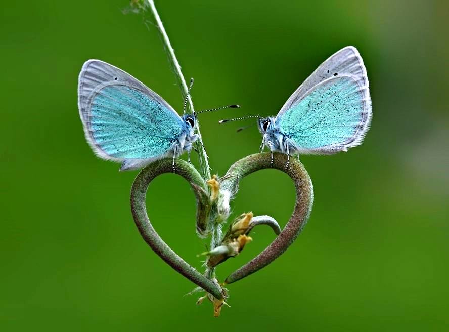 бабочка махаон голубянка аполлон. 3 пары бабочек. множество бабочек. пара бабочек. пара бабочек.