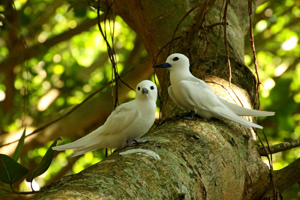 Fregate Island tweet media