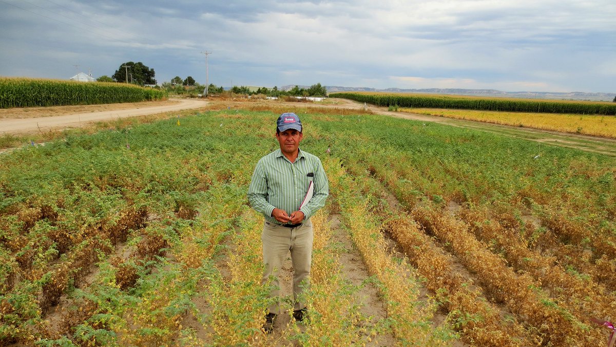 UNL_CropWatch's tweet photo. A new chickpea cultivar - New Hope - offers just that for growers in western Nebraska. #drypea @UNLExtPanhandle  https://t.co/1FlnxHHGdi https://t.co/BX5HevmEim