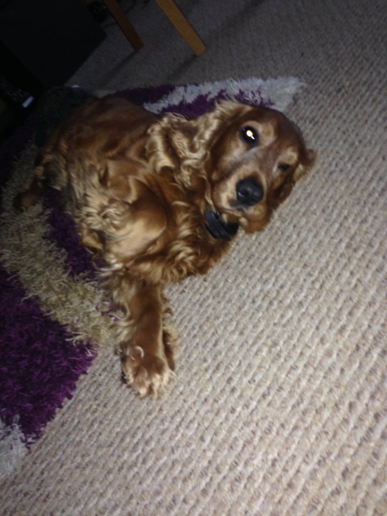 <a href="/SirCutieYuki/">Yuki 🍬</a> his name is joxer