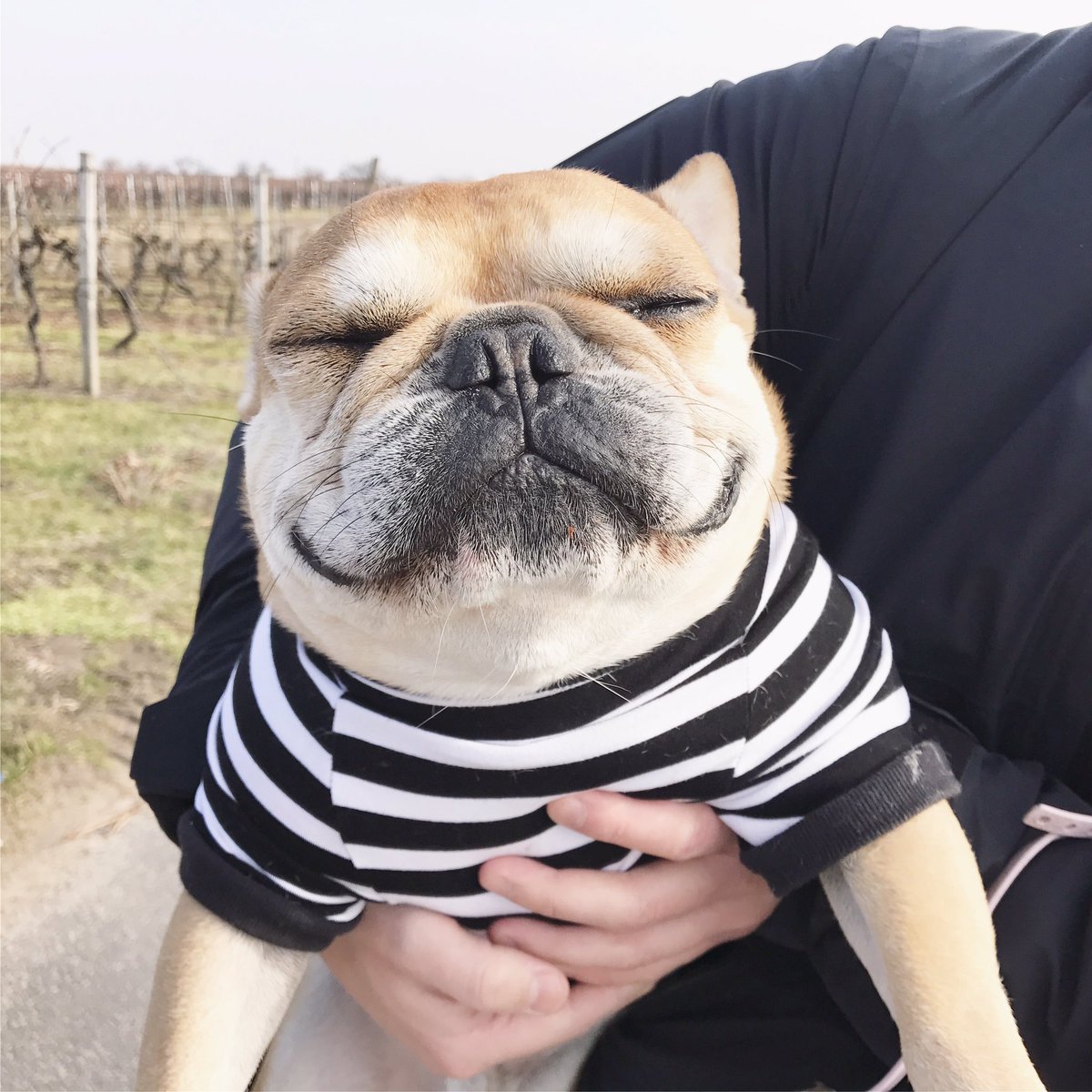 cesar_frenchie's tweet photo. #lifeisgood 🙌 https://t.co/V2f7XwzHoq