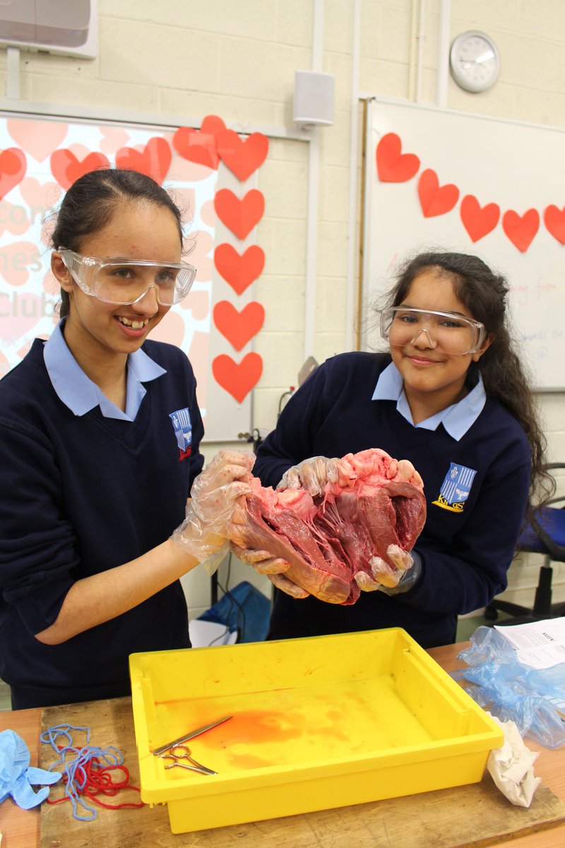 KingsNortonGirlsSch (@kngslife) on Twitter photo Happy Valentines Day from <a href="/KNGSlife/">KingsNortonGirlsSch</a> Science Club! The students spent club dissecting hearts and learning how the heart works ❤️ Happy Valentines Day from <a href="/KNGSlife/">KingsNortonGirlsSch</a> Science Club! The students spent club dissecting hearts and learning how the heart works ❤️
