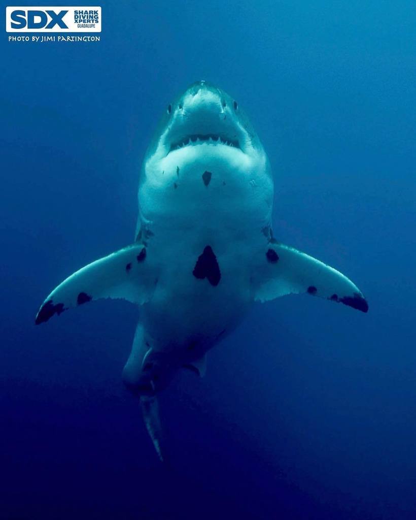 Shark Diving Xperts on Twitter "Happy valentines sharkdivingxperts tzitzimitl heart love 