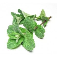 AbbeyEssentials's tweet photo. Peppermint is a great decongestant. Try a few drops of our peppermint oil in the bath, and feel the difference! https://t.co/OiVKDOEZoE https://t.co/rKJcR4Ra7Q