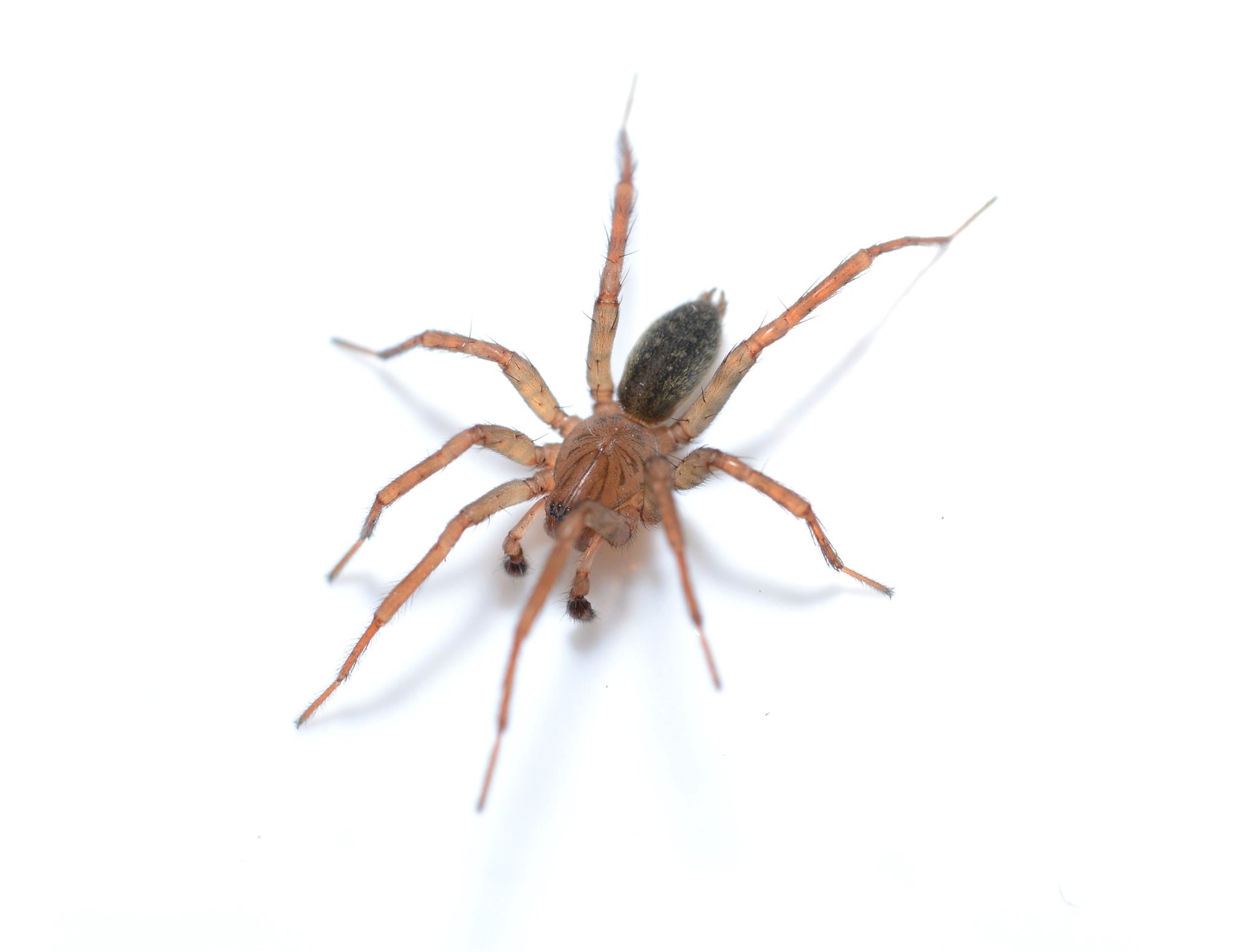 ざっそう屋 ヤマタナグモtegecoelotes Corasidesだった ヤチグモ科からタナグモ科に戻ったので 和名もヤマヤチグモからヤマタナグモに戻す と改訂版クモ図鑑に書いてあった 近縁の未記載種 が多いそうなので 正確な同定は難しいのかも T ざっそう屋 ヤマタナグモtegecoelotes Corasidesだった ヤチグモ科からタナグモ科に戻ったので 和名もヤマヤチグモからヤマタナグモに戻す と改訂版クモ図鑑に書いてあった 近縁の未記載種 が多いそうなので 正確な同定は難しいのかも T