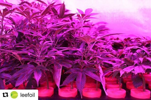 PermaClone's tweet photo. “Good things always start small.” ~ https://t.co/4wHkJWe2U9
#LeefOil #i502producerprocessor #co2oil #tollandsplitprocessing #babiesarecute https://t.co/dJ87POO7YN