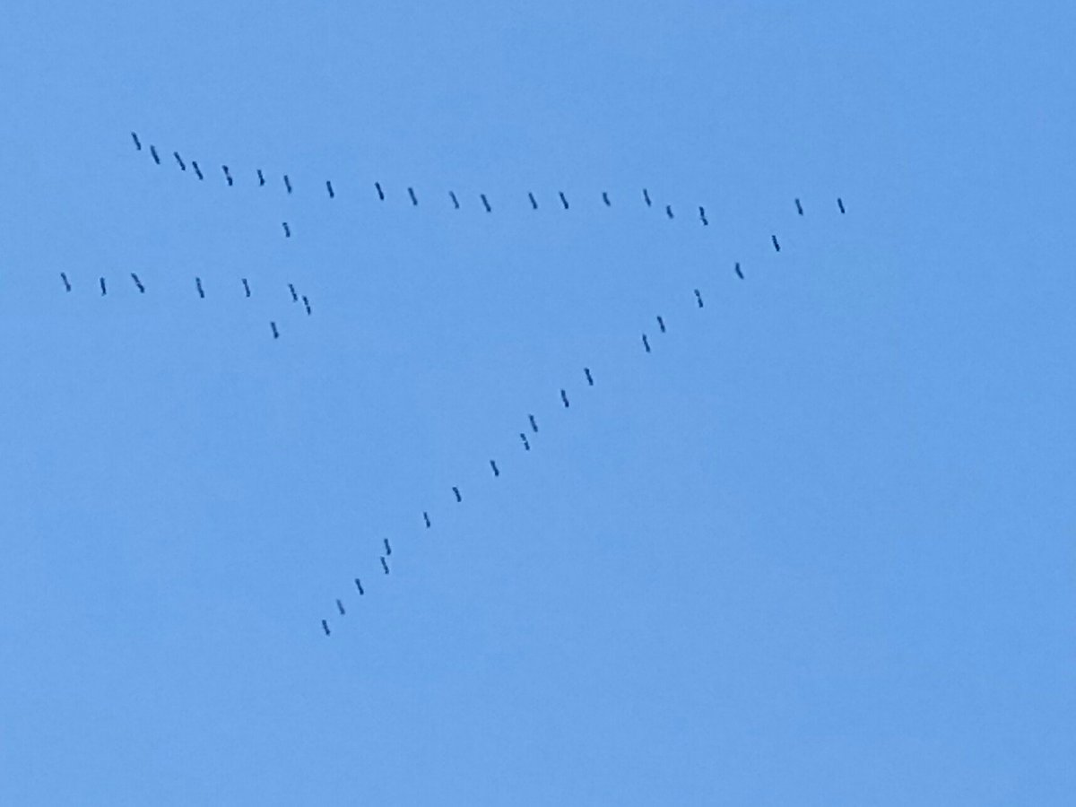 ClaudeMery1's tweet photo. Très nombreux vols de grues sur Bordeaux. C'est le printemps. ☺️ https://t.co/QDtwngGSie