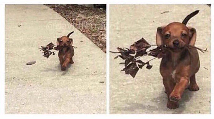 MejoresTwits's tweet photo. Cuando tu perro es más detallista que tu novio #SanValentin https://t.co/aGPe3Tkuw1