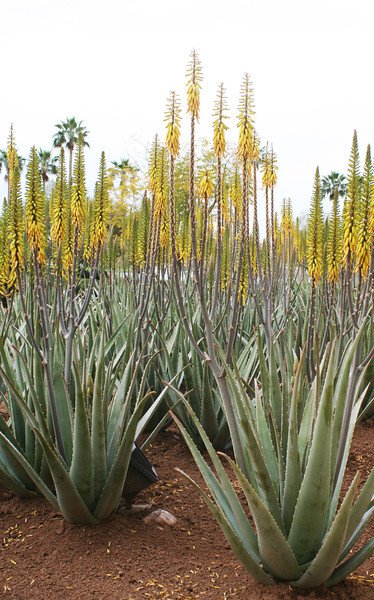 In 1862, George Ebers first learned the benefits of #AloeVera in an ancient Egyptian Papyrus, dated 3500 BC.