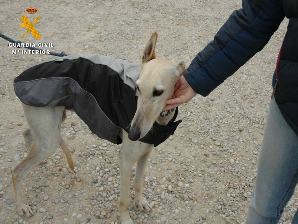 guardiacivil's tweet photo. .@DANIROVIRA llevó a Norak a @El_Hormiguero buscando hogar 
Había sido herido y abandonado
#SEPRONA #Zaragoza ha encontrado al💀que lo hizo
👏 https://t.co/hu1Dhwevnp