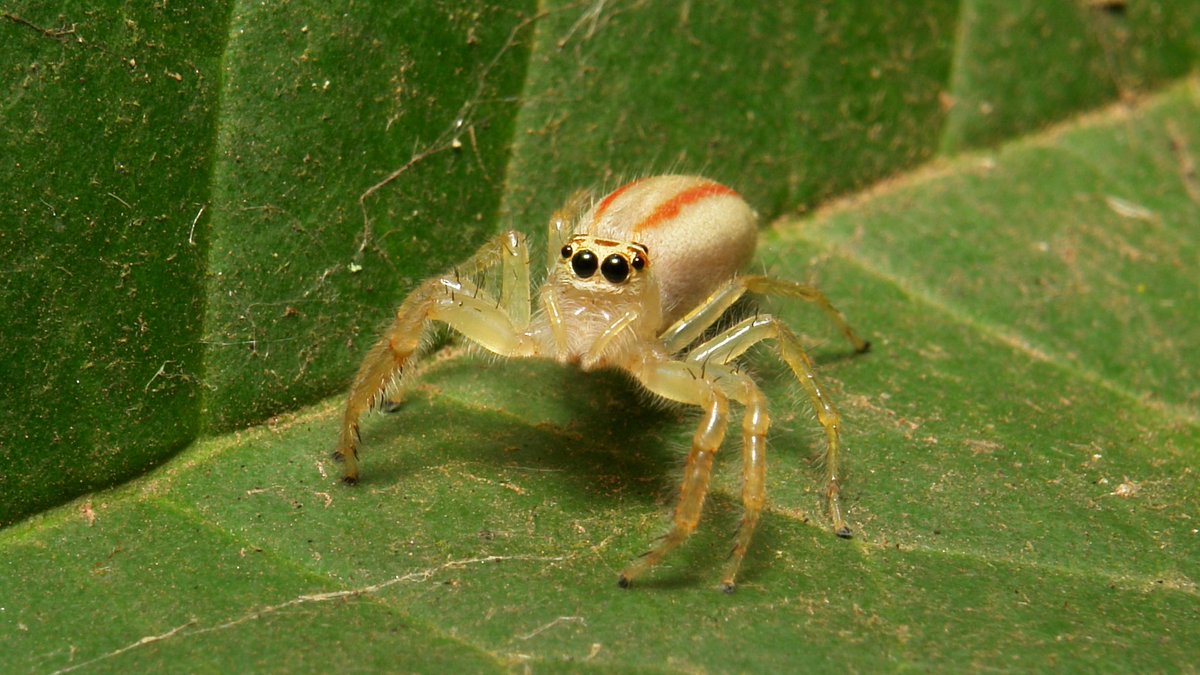 sinobug's tweet photo. Planthopper (Rhotana sp., Derbidae) &amp; Female Two-striped Jumping #Spider (Telamonia dimidiata, Salticidae)
https://t.co/GFl8H7o0zo #mimicry https://t.co/Mlmbthitfb