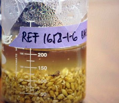 BEERFEST_CS's tweet photo. Estudiantes de Stanford recuperan una #cerveza china que data hace + de 5.000 años https://t.co/L5GSyodJ2z @CERVEZARTESANA #CraftBeer https://t.co/blIpibgrKd
