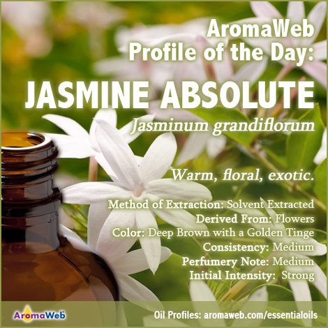 AromaWeb's tweet image. #Jasmine Absolute, its aroma, uses, and safety info: aromaweb.com/essential-oils… #aromatherapy