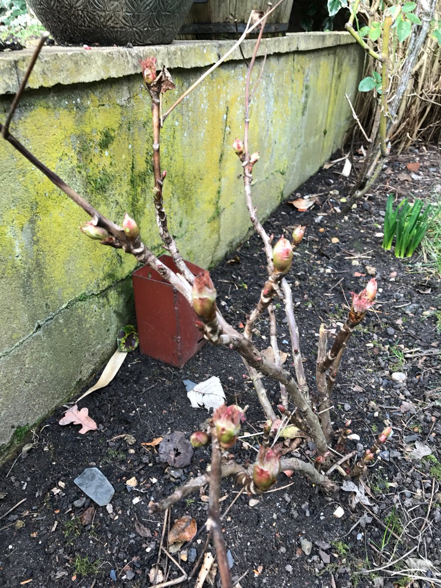 RolfHind's tweet photo. Peony' s progress. #theicebreak https://t.co/cEYvMGzQOz