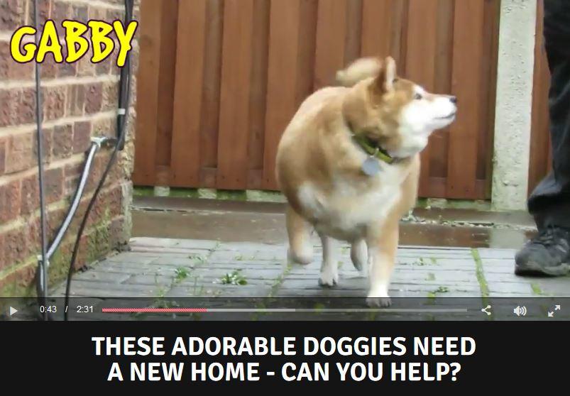 DogsTrust's tweet image. Can you give these adorable @DT_Leeds  doggies their forever homes? Check out this @Examiner story: examiner.co.uk/news/west-york…