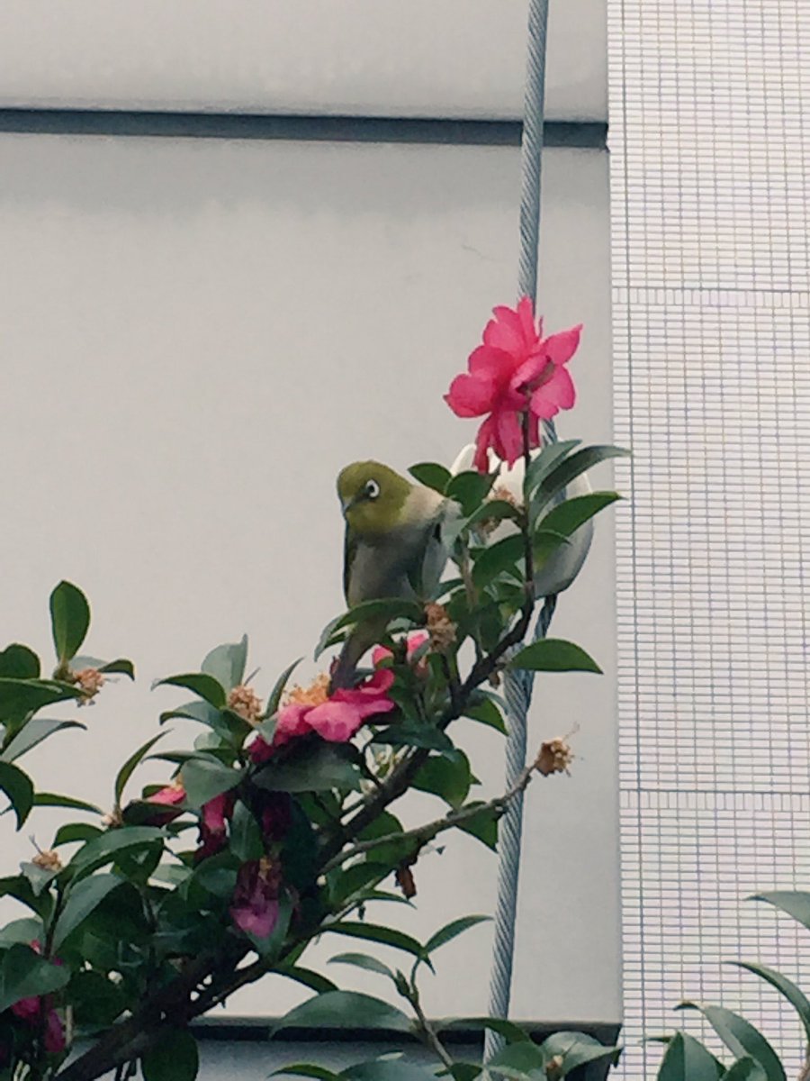 fuu_fuu831's tweet photo. 今日、かわいい声で気付きました。
メジロです。 https://t.co/O2sjSlMgjH