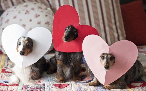PocketPointsNCS's tweet photo. When you have 3 dates on Valentine's Day and your points are running low. Tweet at us for FREE points and share the love today! https://t.co/NOgX7WWCJ8