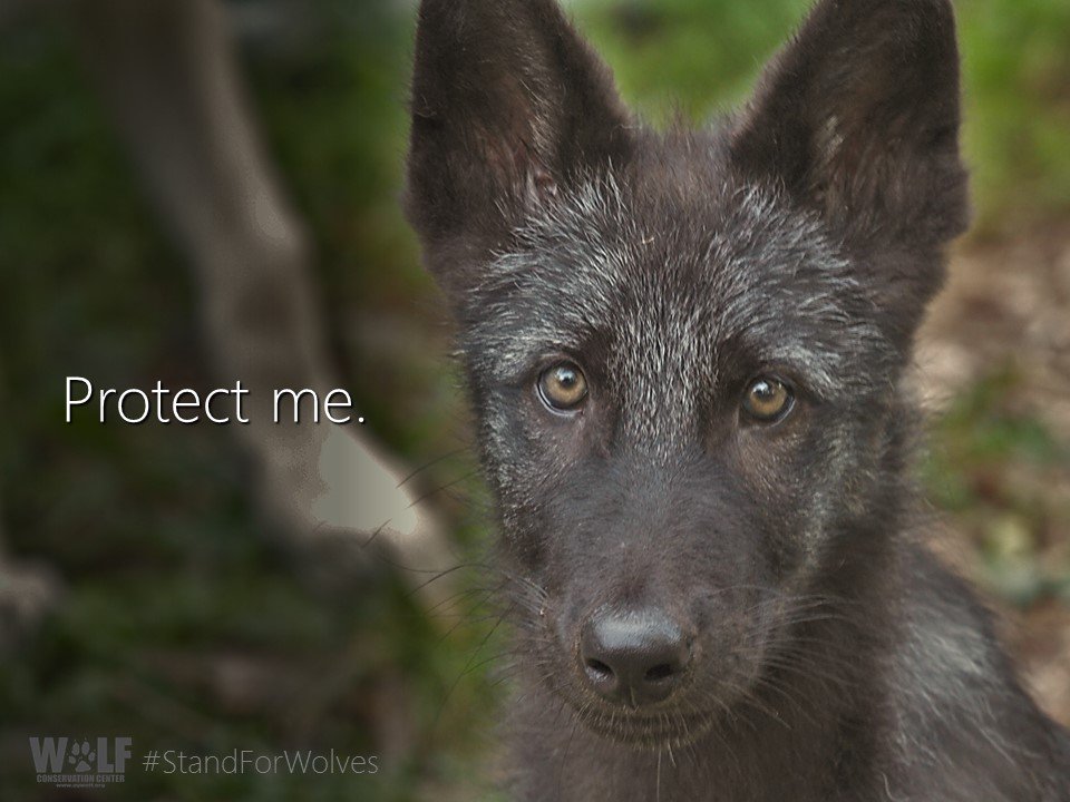 nywolforg's tweet photo. Killing wolves and their pups on National Wildlife Refuges in Alaska? Take action now: https://t.co/NMWFWxUYne #WorthFightingFor https://t.co/m7vZnDvK7l