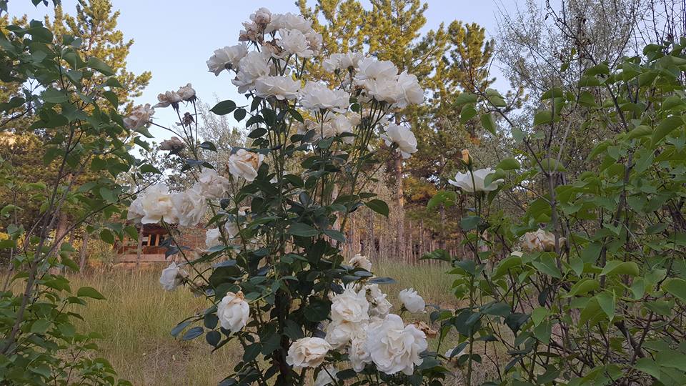 campingcabanas's tweet photo. Camping las Cabañas en #Teruel https://t.co/W7ot79wIyx https://t.co/eWJqiLDxad