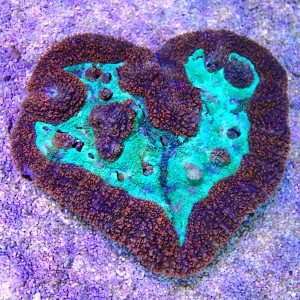 As its the day of love why not treat your partner to the BEST GIFT EVER....A diving holiday with DLL!
divingleisurelondon.co.uk/trips/