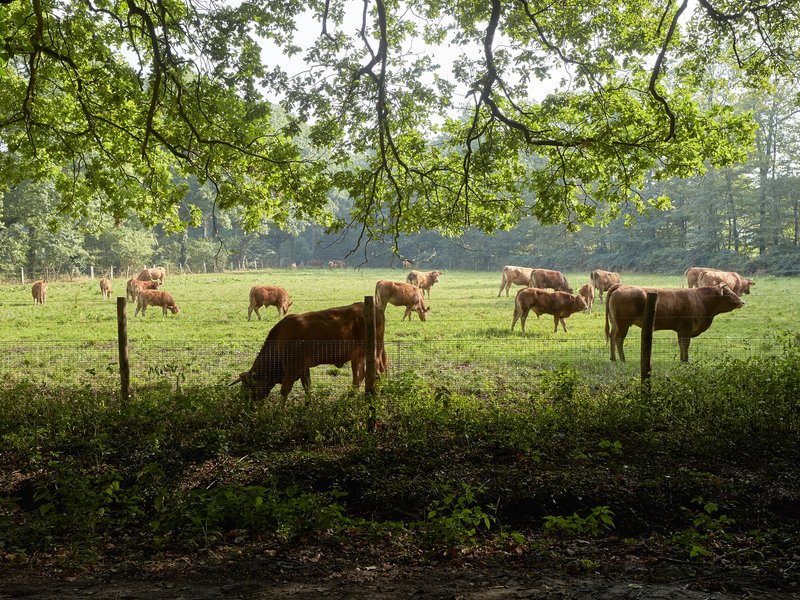 Meer weten over #natuurlandbouw op onze boerderij? Meld je aan voor de thema-avond met <a href="/gvdveer/">Geert van der Veer</a> en Kees van Veluw wilhelminapark.herenboeren.nl/blog/22-februa…