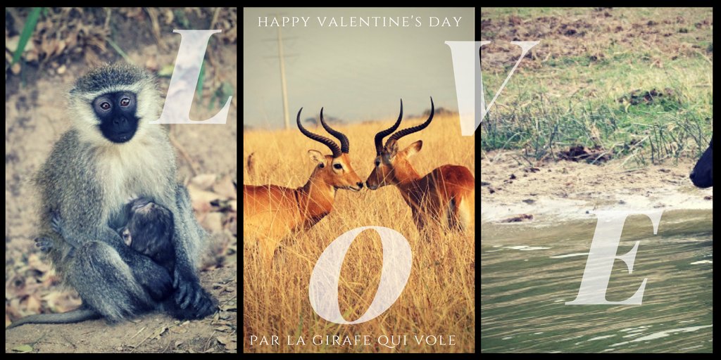 Il y a de l'#Amour dans l'Air en #Ouganda @UgTourismBoard #HappyValentinesDay #Africa
