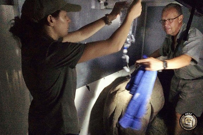 Cheetah_Centre's tweet photo. Welcoming orphaned rhinos is both exciting and heartbreaking at the same time. The plight … https://t.co/eTs6uShlIa https://t.co/I04hsOyh1A