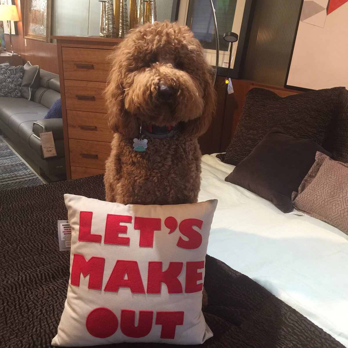 PerrySig's tweet photo. Any cute Goldendoodles out there? #perlorastyle #perloraloft #perloraleather #goldendoodle https://t.co/1LNhqeMHLk