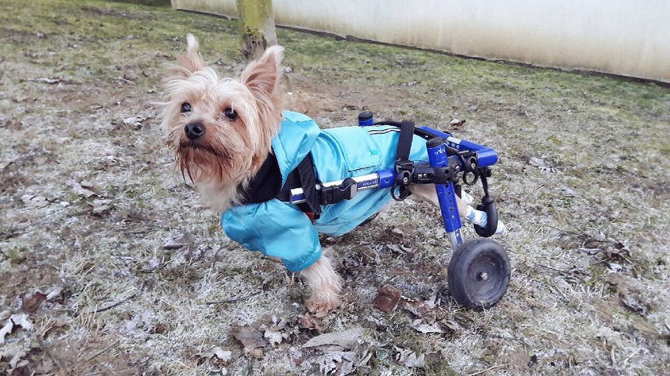 Des nouvelles d'adoptés dans leur famille 💜🐰🐱 Ici, Théodore, Zigzag, Bazile et Filou !