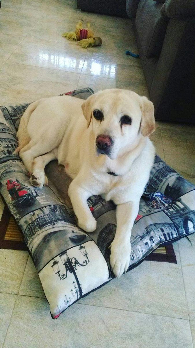 SotoNeus's tweet photo. Siento ser tan pesada, pero es que me dais la vidaaaaaaa!!!😍😍😭😭💘💘 Feliz día de los enamorados!💝🐶🐶💝 https://t.co/J67ee3WLWL