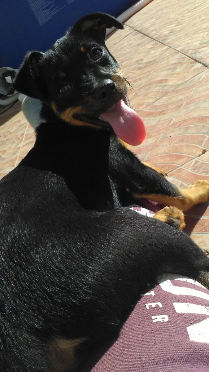 SotoNeus's tweet photo. Siento ser tan pesada, pero es que me dais la vidaaaaaaa!!!😍😍😭😭💘💘 Feliz día de los enamorados!💝🐶🐶💝 https://t.co/J67ee3WLWL