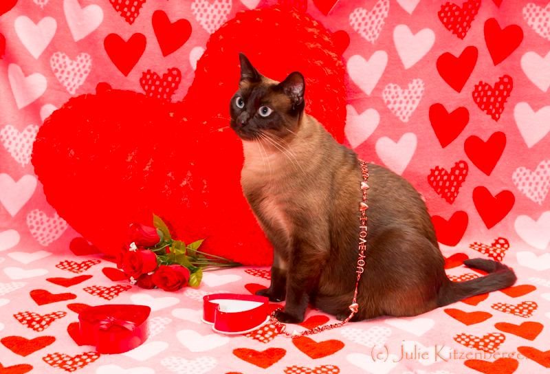 JulieKSnaps's tweet photo. (1 of 2) #COCO WISHES YOU a HAPPY #VALENTINE’S DAY!  May your Day be filled with flowers and your favorite treats.  @CocotheShelterCat https://t.co/0VL1zagTNJ