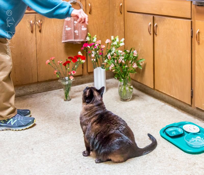 JulieKSnaps's tweet photo. (1 of 2) #COCO WISHES YOU a HAPPY #VALENTINE’S DAY!  May your Day be filled with flowers and your favorite treats.  @CocotheShelterCat https://t.co/0VL1zagTNJ