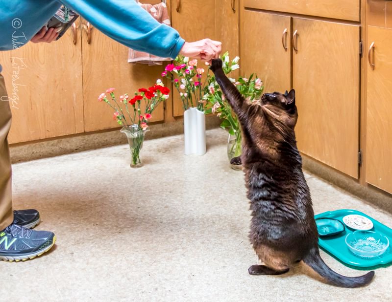 JulieKSnaps's tweet photo. (1 of 2) #COCO WISHES YOU a HAPPY #VALENTINE’S DAY!  May your Day be filled with flowers and your favorite treats.  @CocotheShelterCat https://t.co/0VL1zagTNJ