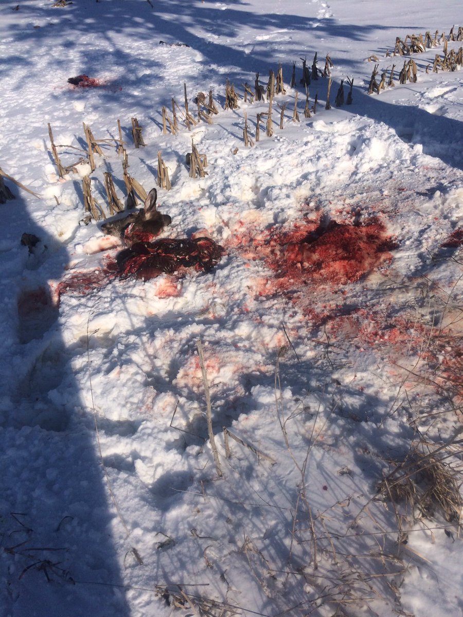 JLepelaars's tweet photo. This is why land owners and hunters are not big fans of people coming from London and Toronto to hunt. A little out of season fellas. https://t.co/ui8MLzjX4a