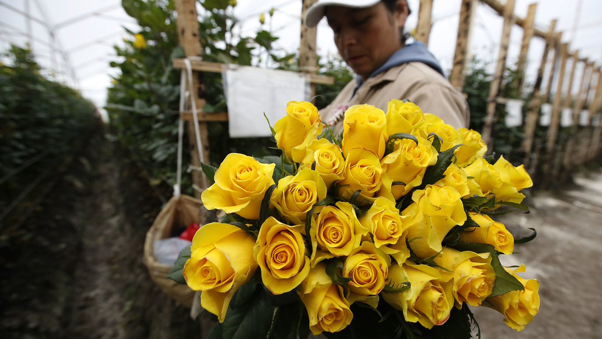 chicagotribune's tweet photo. Cocaine is probably the last thing most people think about when buying roses for Valentine's Day. https://t.co/P9nqTzZOYr https://t.co/p68KGoQXr6