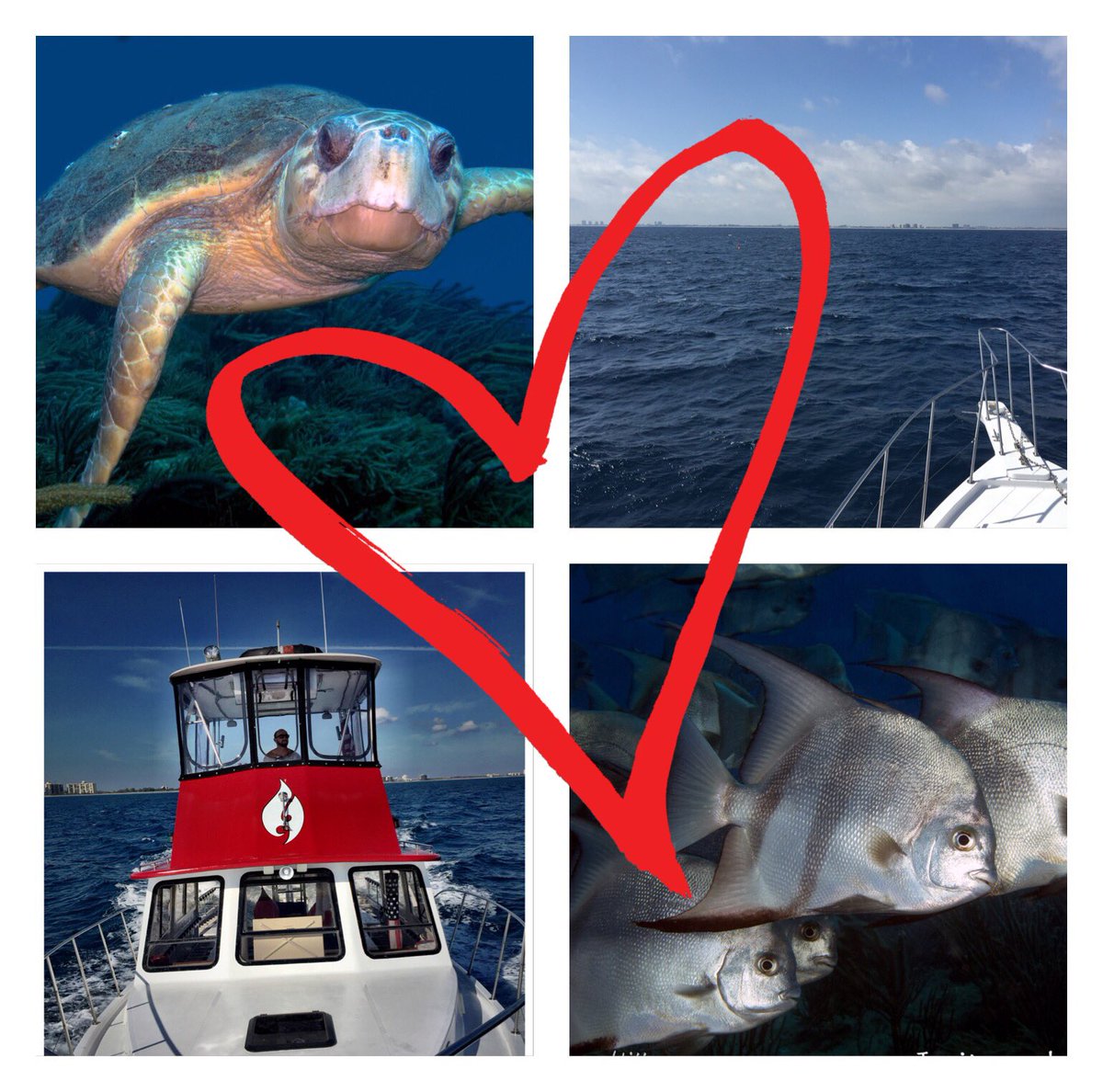 anne_stx's tweet photo. Happy Valentine's Day!  #valentines #kyalamicharters #jupiterscubadiving #tuesday https://t.co/A1JyATgqpM