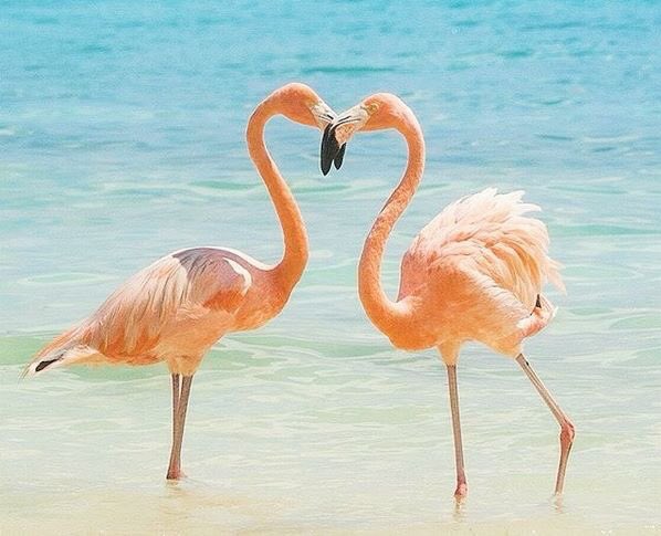 RenAruba's tweet photo. Love is in the air.....happy Valentine's Day #ValentinesDay #happy #love #amour #renhotels #FlamingoLove https://t.co/vrkY7yyks2