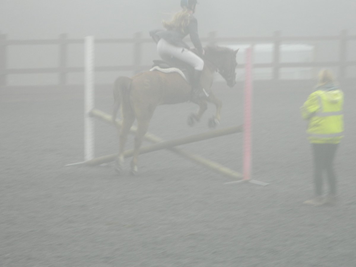 Fun in the #Cornish mist at schools team showjumping today representing <a href="/WadebridgeSkool/">Wadebridge School</a> - super #valentines rosettes!