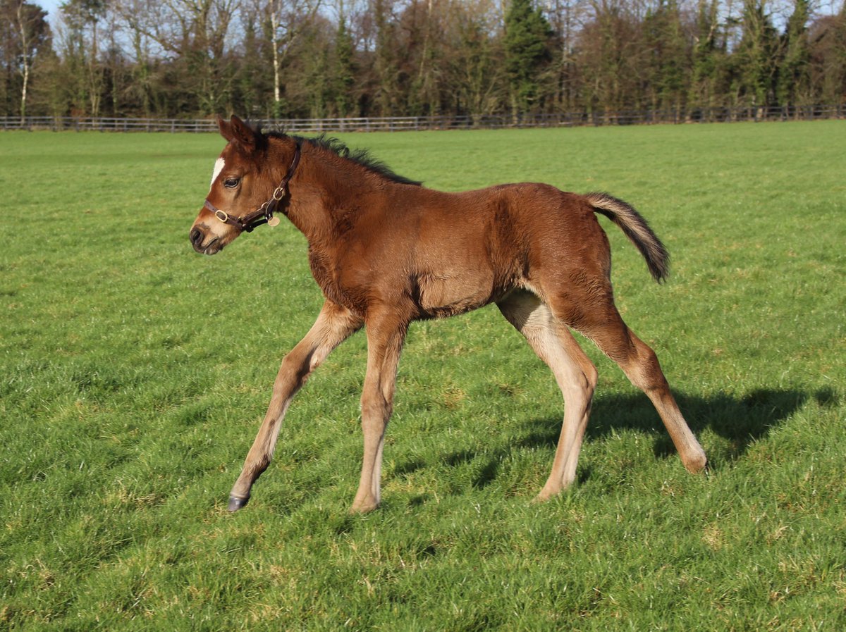 Another quality Gleneagles foal! Filly ex multiple G2 winner Banimpire, owned by Triermore Stud #CoolmoreSires #QualityFirstFoals