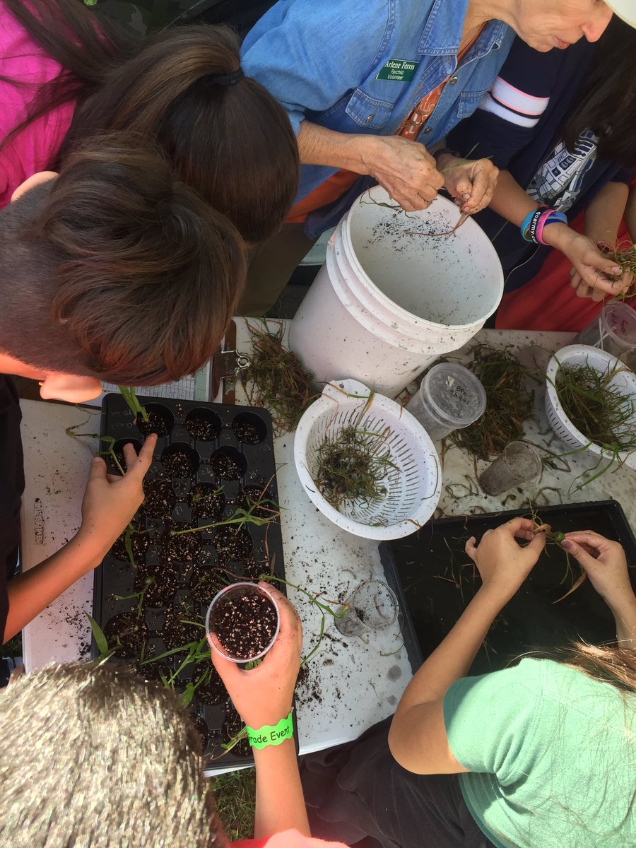 mszscience's tweet photo. STIR Orchid STEM lab visit 2 getting orchids ready for the soil @STEMDesignation @OrchidSTEMLab @RivieraMiddle @avamdcps #STIR https://t.co/GlVc9O78Kb