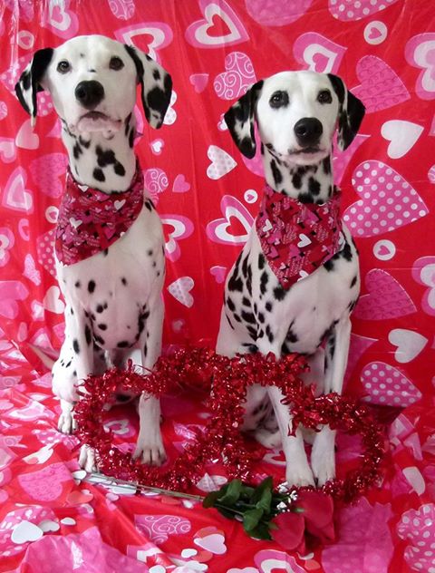 DogsofVictoria's tweet image. Happy #Valentines from @DogsofVictoria