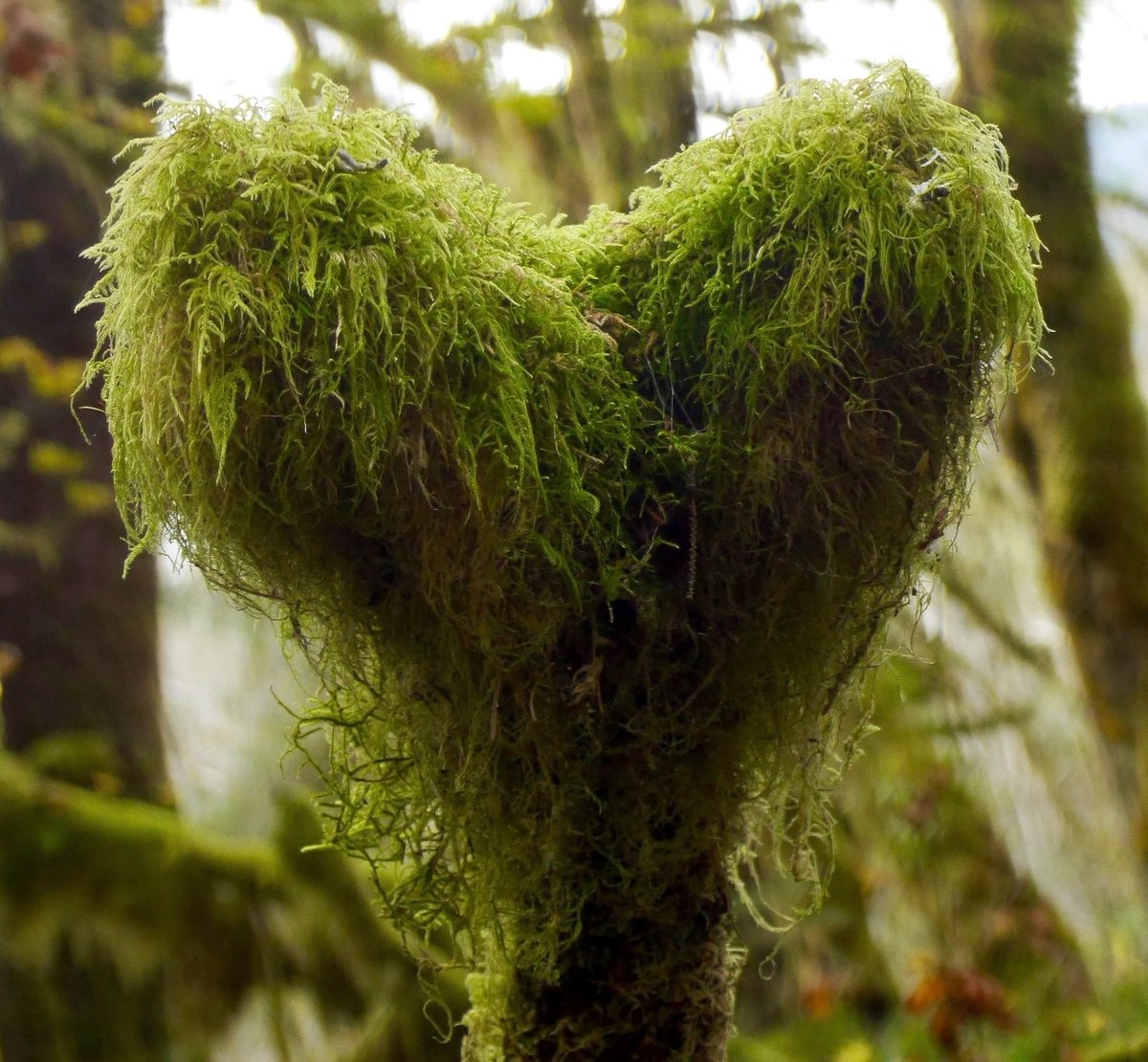 Happy Valentine's Day from the mossy heart of Olympic National Park!