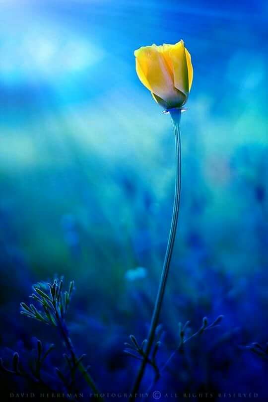 جرح الزمان (@hiaderalimageed) on Twitter photo 