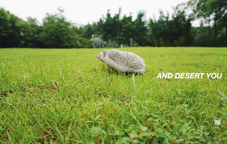 HEDGEHOGLYRICS's tweet photo. never gonna give you up - rick astley https://t.co/tM1wqYGtnX